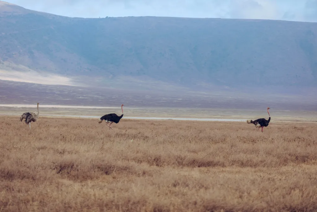 Ngorongoro Crater