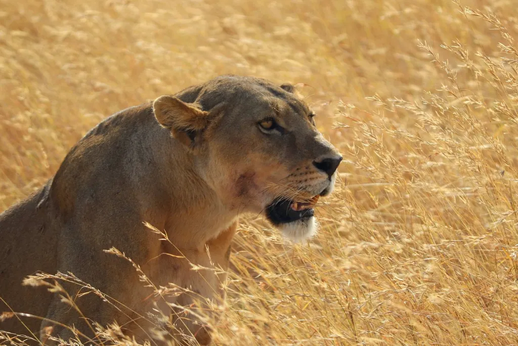 Ngorongoro Safari Tours