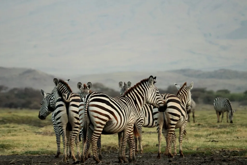 Safari in Tanzania