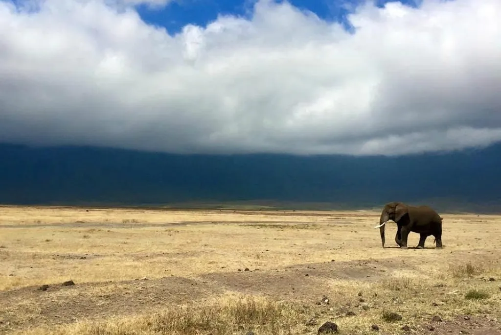 Ngorongoro Safari Tour 