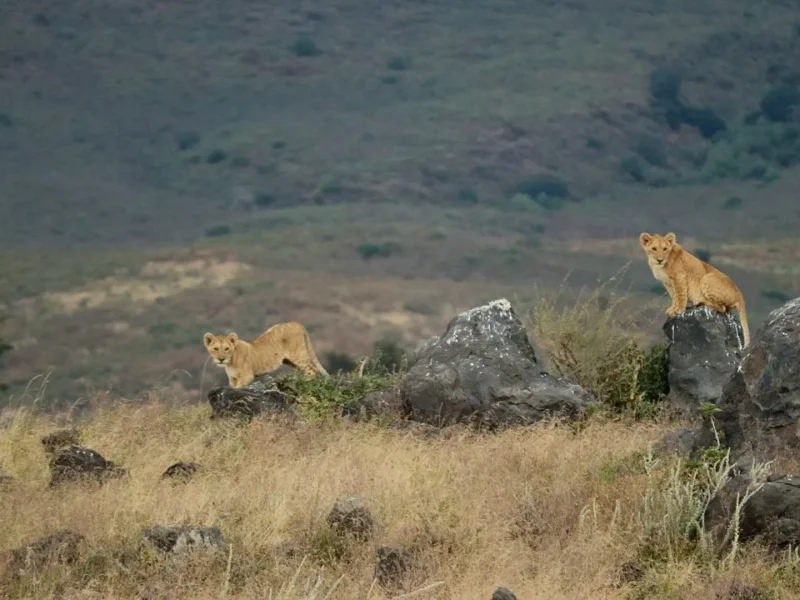 Ngorongoro Safari Tour