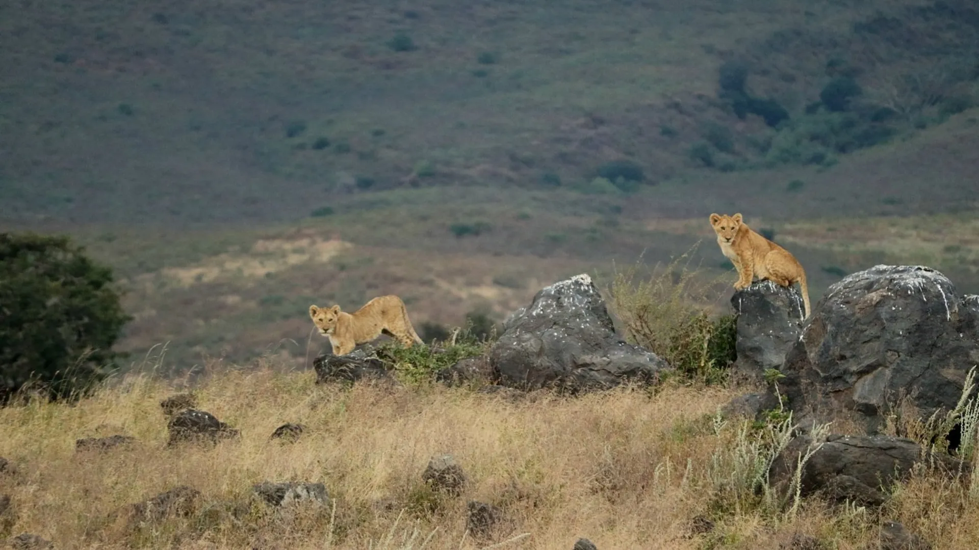 Ngorongoro Safari Tour
