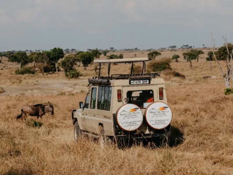 Best Time for Tanzania Safari