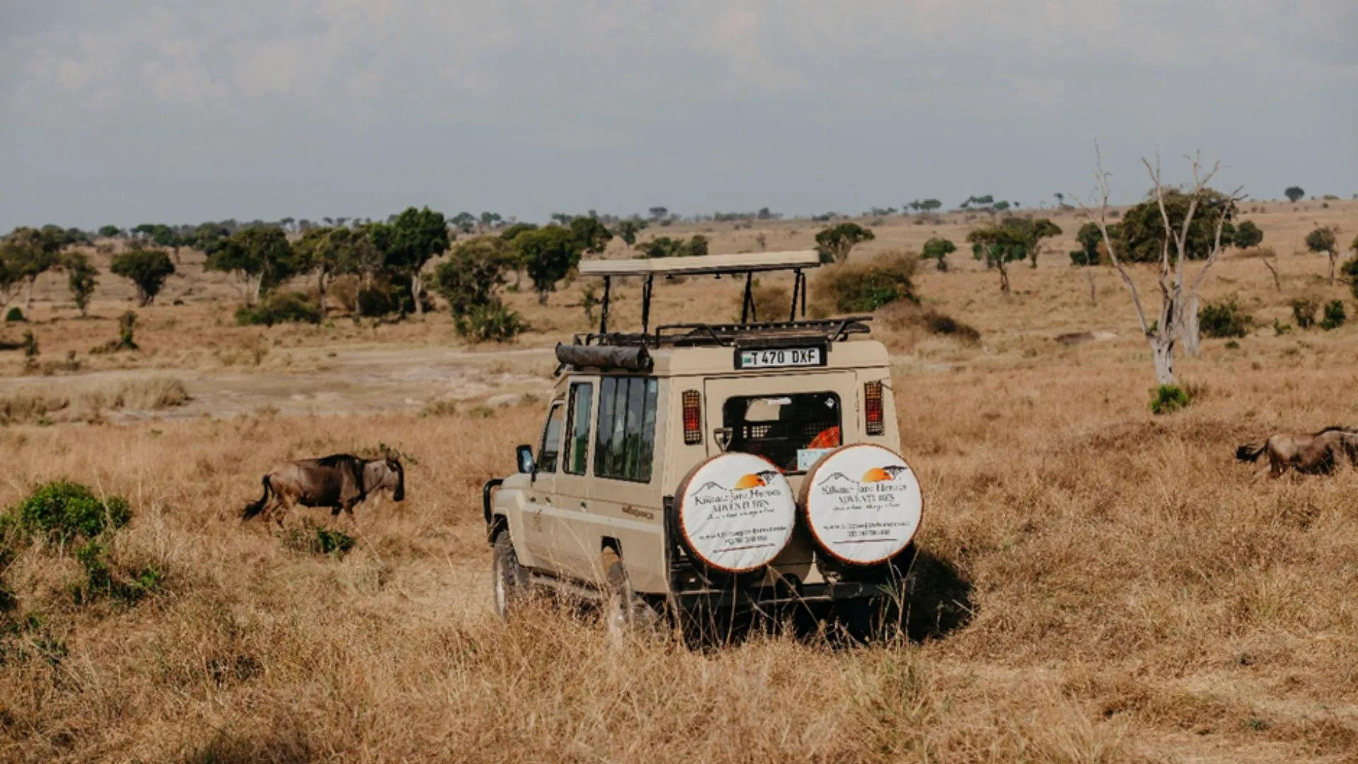 Best Time for Tanzania Safari