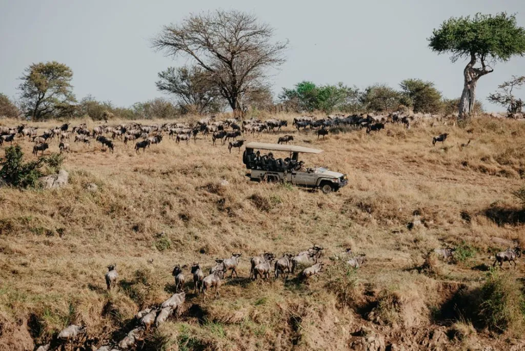 Great Wildebeest Migration