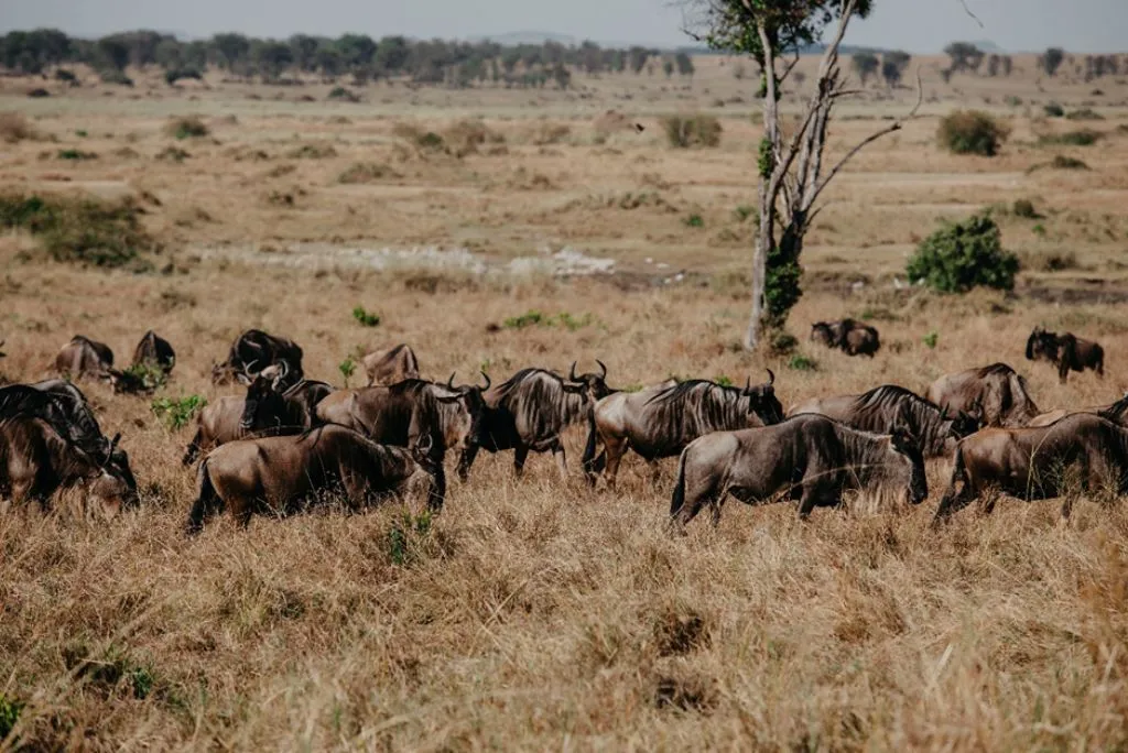 Serengeti Great Migration