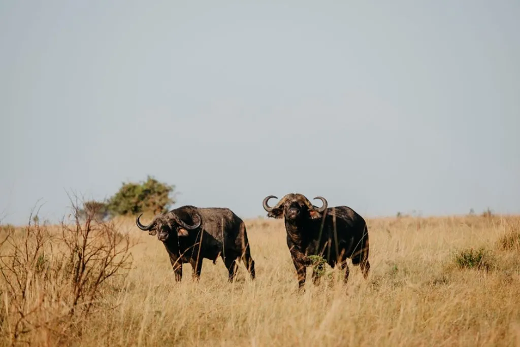 Wildlife in Tanzania