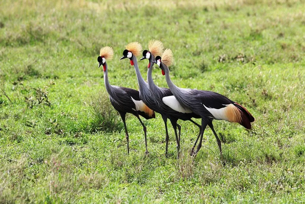 Birding Safari Tanzania