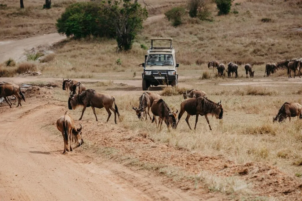 Great Migration Safari