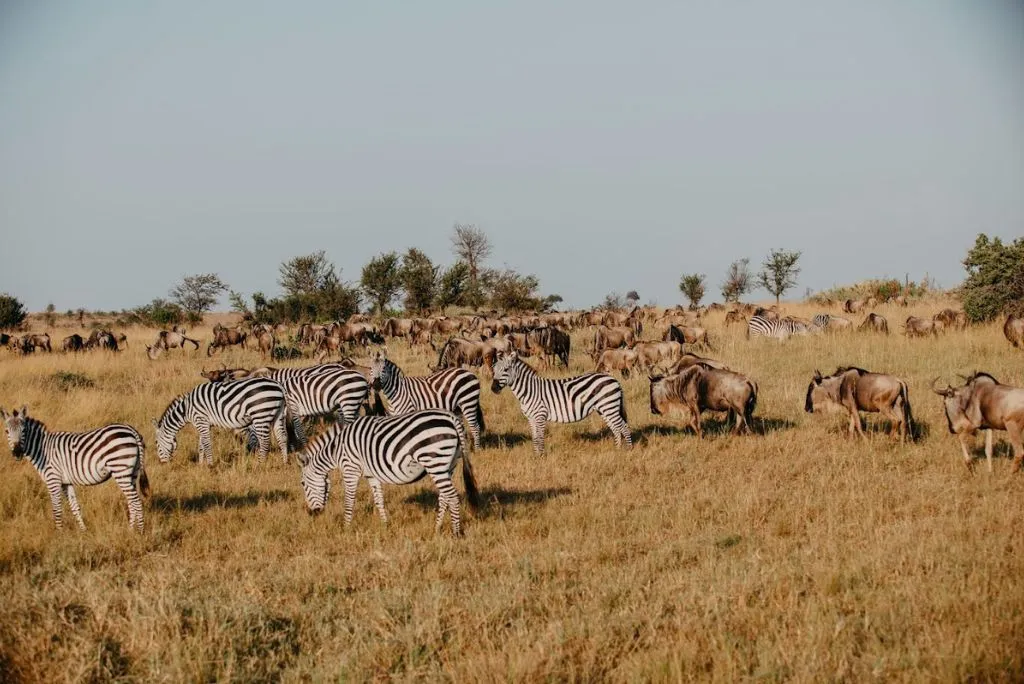 Kenya Safari Packages