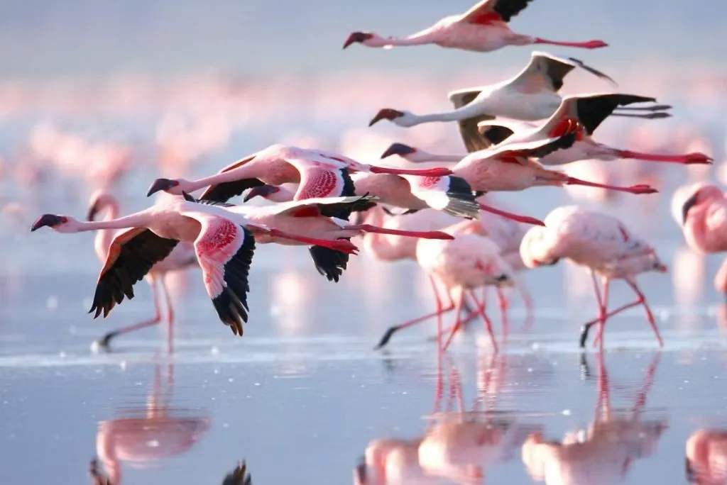 Pink Flamingoes Tanzania