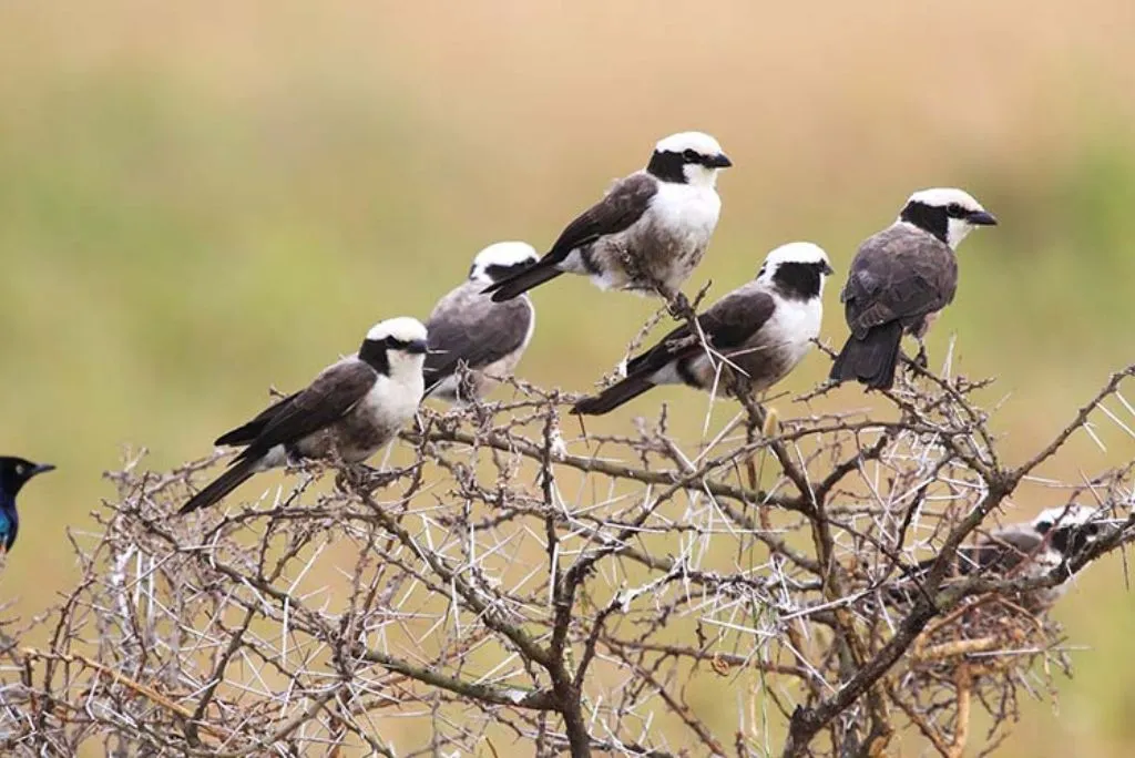 Tanzania Birding Safari