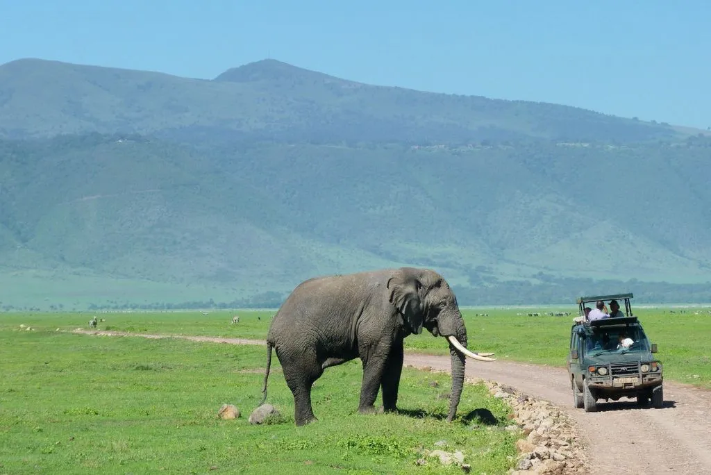 Tanzania Safari Experience
