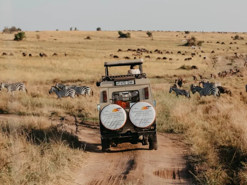 Tanzania vs Kenya Safaris