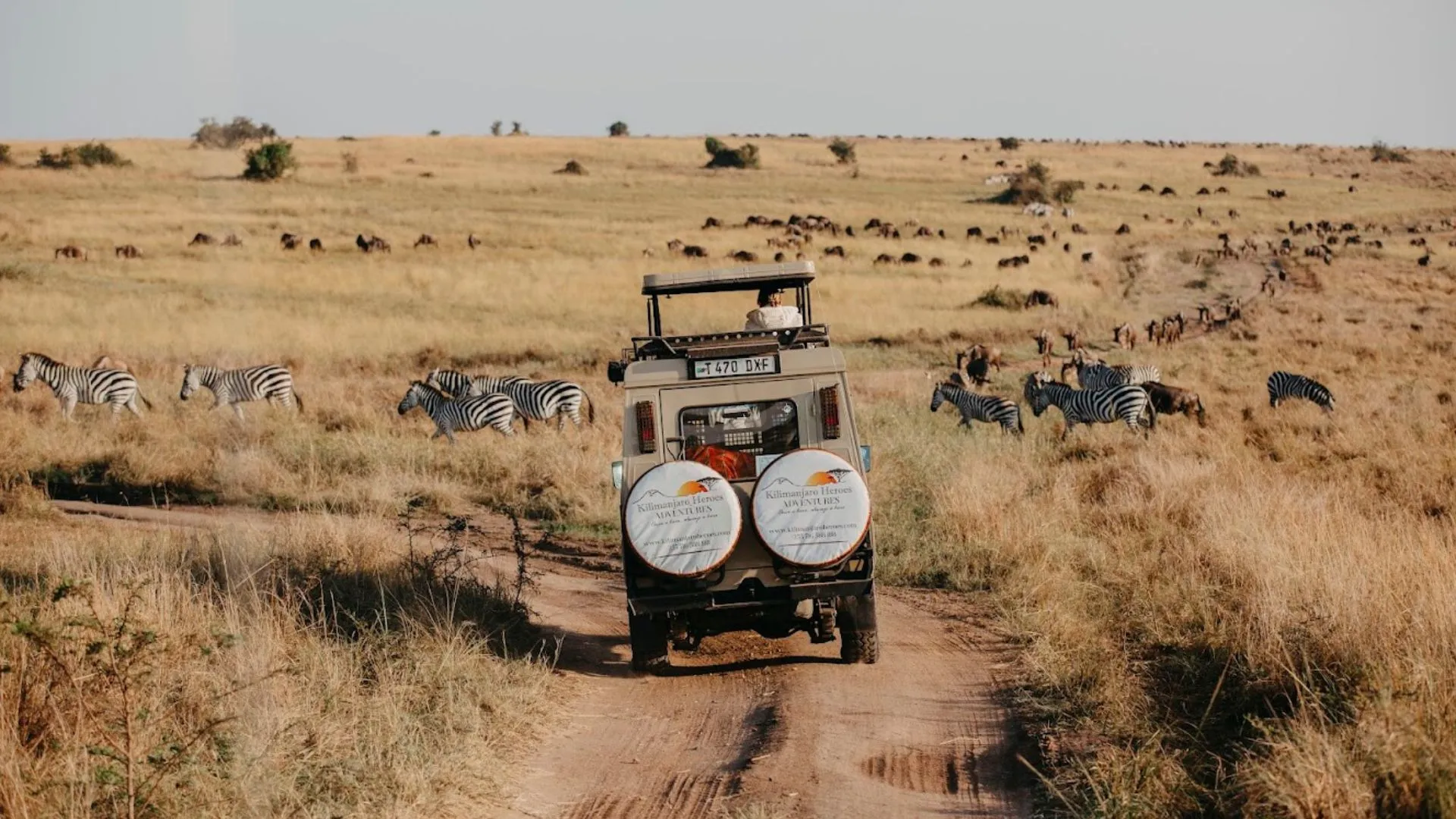 Tanzania vs Kenya Safaris