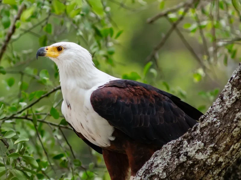 Tanzania Safari Birdlife