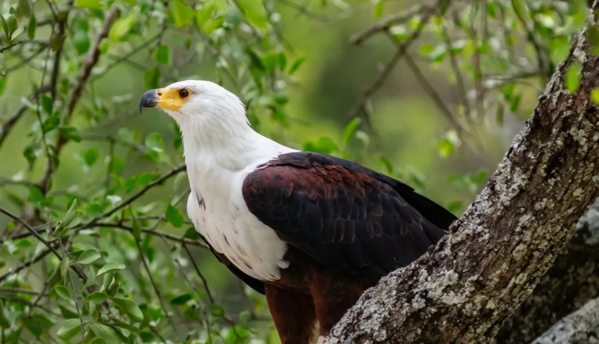 Tanzania Safari Birdlife