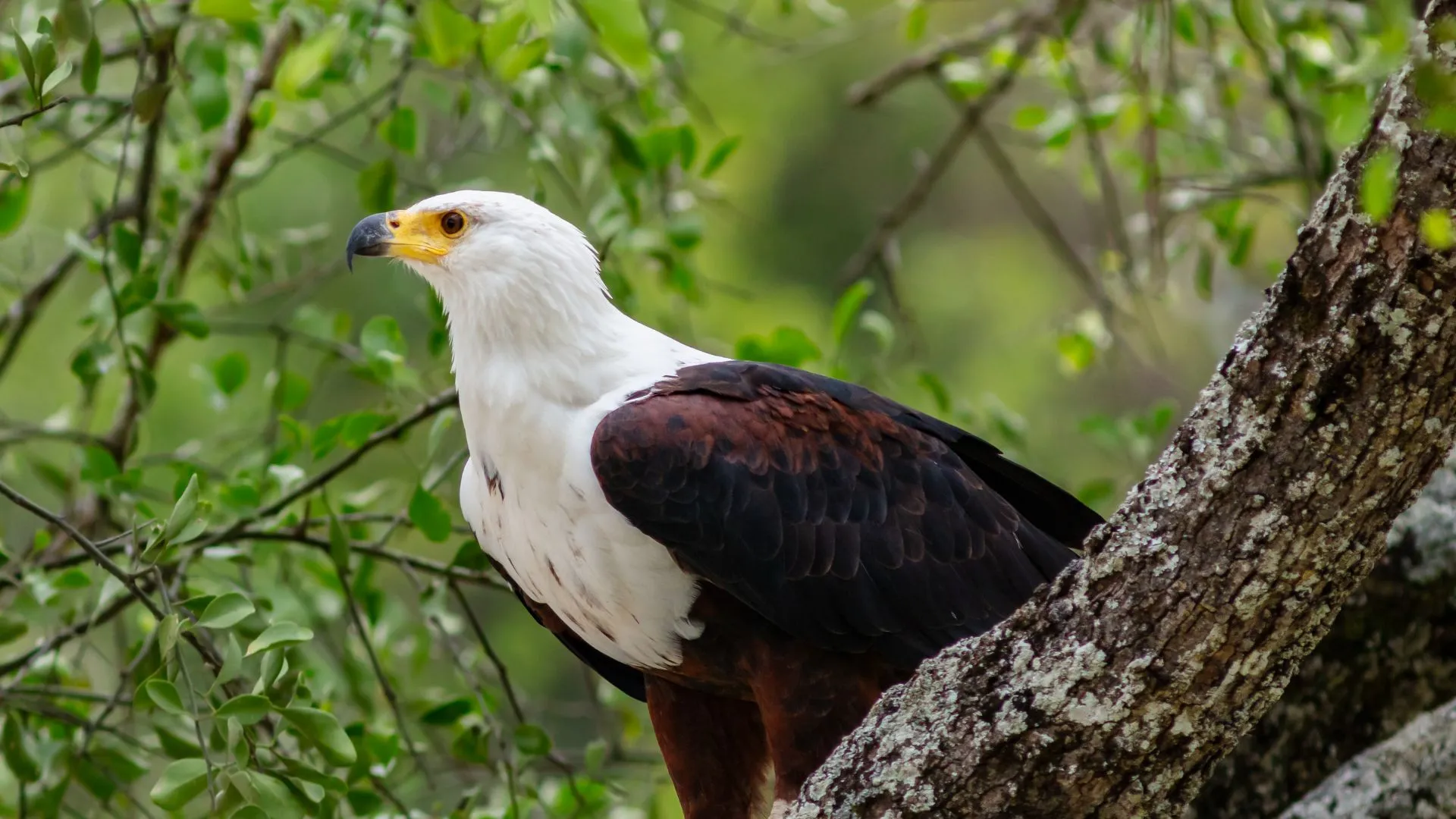 Tanzania Safari Birdlife