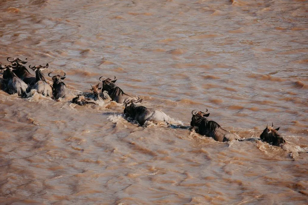 Wildebeest Migration