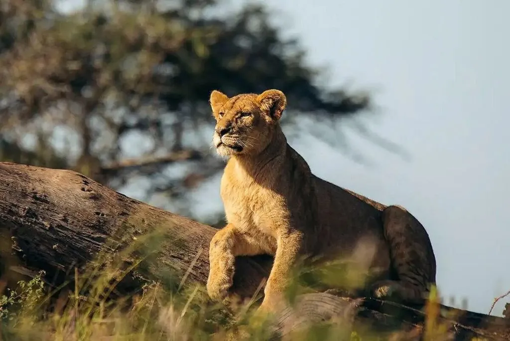 Northern Tanzania Safaris