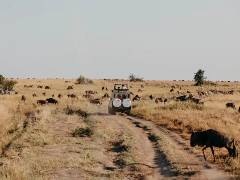 Tanzania Safari Tour