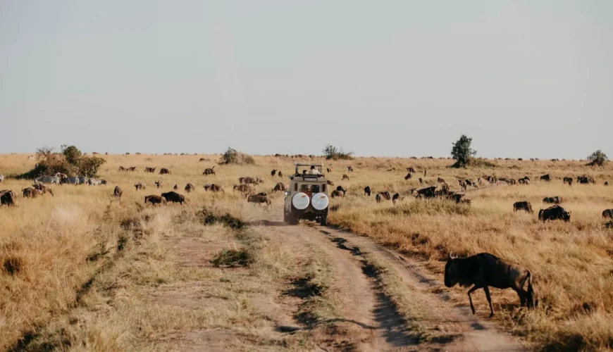 Tanzania Safari Tour