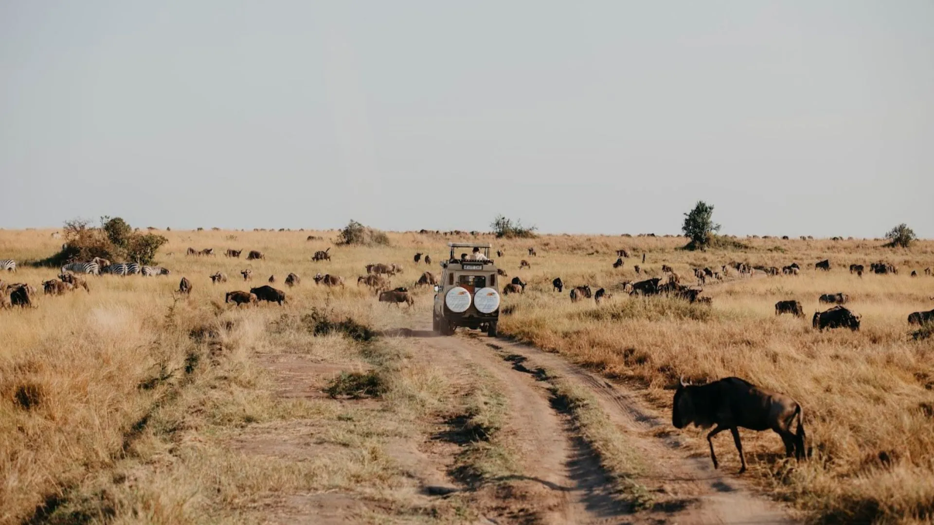 Tanzania Safari Tour