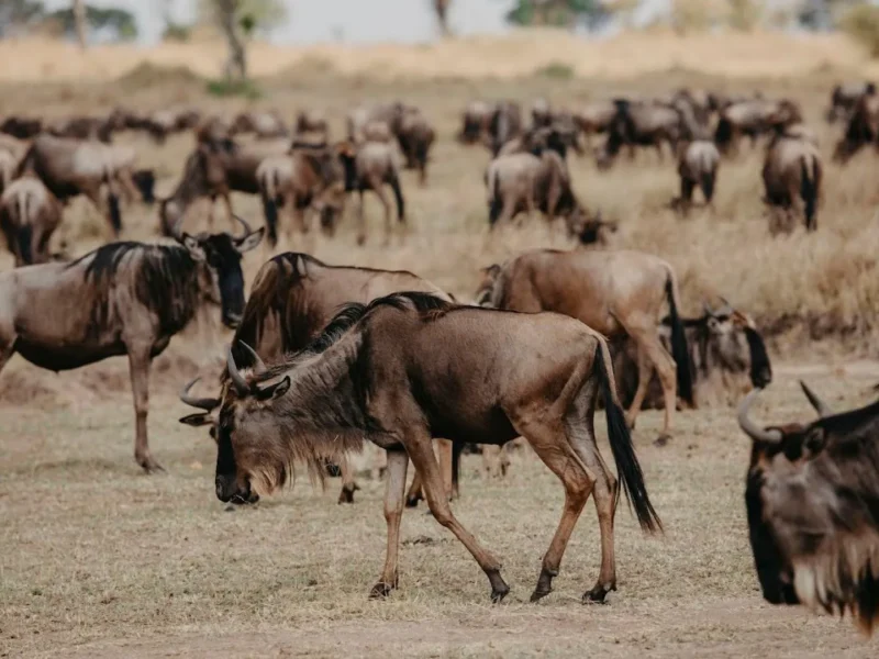 Great Migration in Tanzania