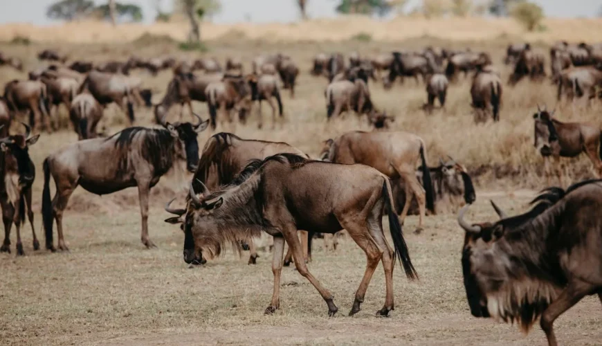 Great Migration in Tanzania