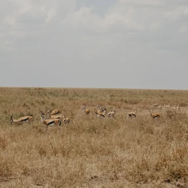 4-days-serengeti-walking-safari-3