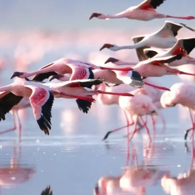 Pink Flamingoes Tanzania